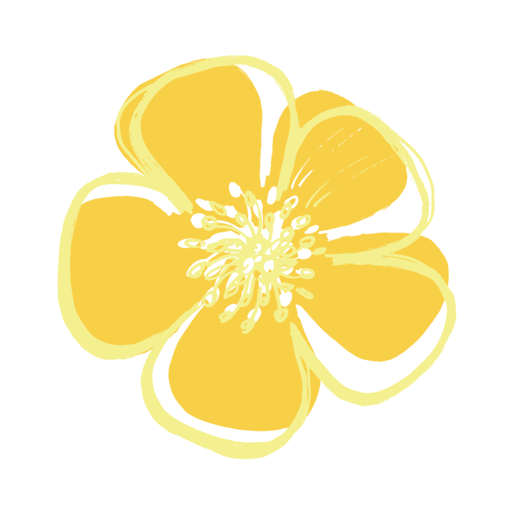 buttercup flower png